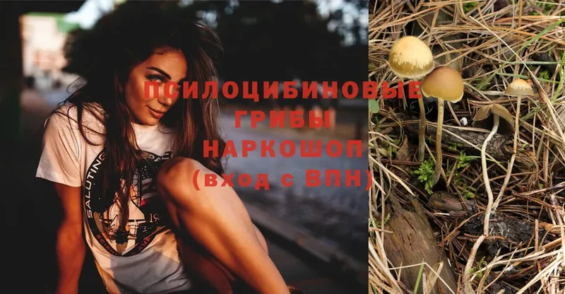 Галлюциногенные грибы Psilocybe  купить наркотики сайты  Калязин 